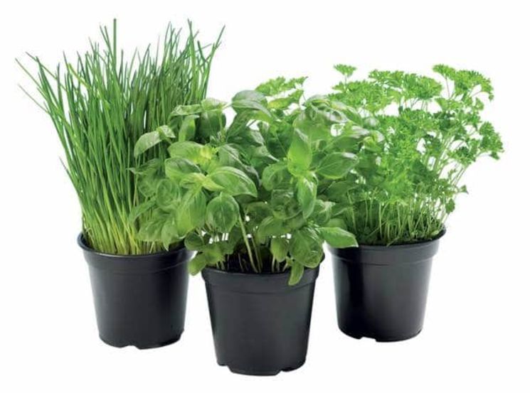 Plant Origan en pot : herbe aromatique à planter - Aromatiques